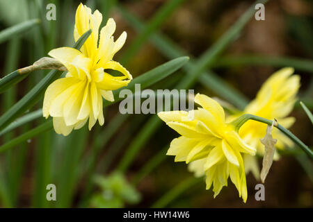 Pale yellow double flowers of the heritage daffodil variety, Queen Anne's double, Narcissus 'Eyestettensis' Stock Photo