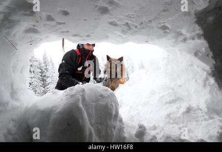 Rescuer from the Mountain Rescue Service at Bulgarian Red Cross and his dog are participating in a training for saving people in an avalanche. Stock Photo