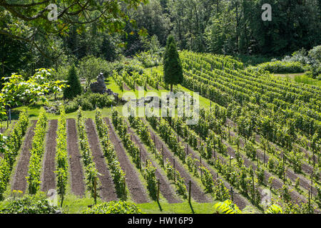 Grape Vine Field at the Vinyard Place of 3 Mills (Vignoble Domaine des 3 Moulins) Stock Photo