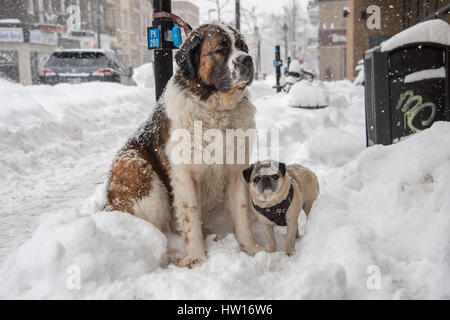 Montreal, CA - 15 March 2017: Two dogs waiting for owner in Montreal, during snow storm Stock Photo