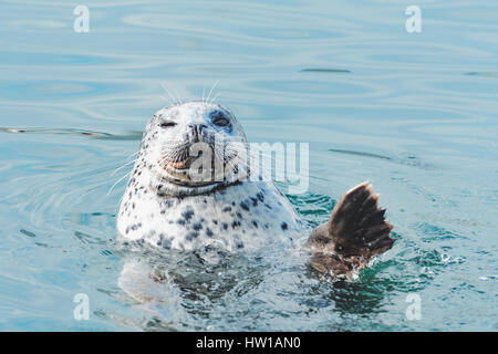 Seal in blue waters Stock Photo