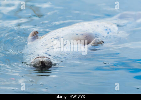 Seal in blue waters Stock Photo