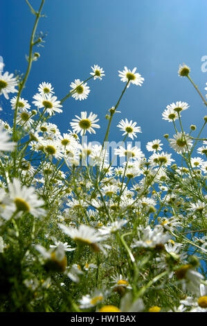 Camomile field                                 , Kamillenfeld Stock Photo