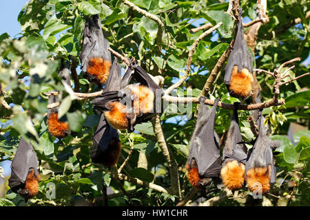 Grey Headed Flying Foxes, Pteropus poliocephalus. A colony roosting during the day. Bellingen Island, NSW, Australia. Stock Photo