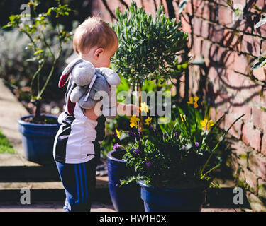 Little boy playing with flowers in garden for first time Stock Photo