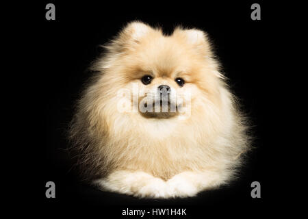 White dog pomeranian lies, isolated on black Stock Photo