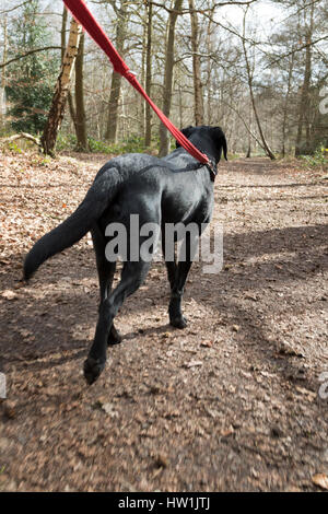 Female black labrador being walked on the lead in a forest. Stock Photo