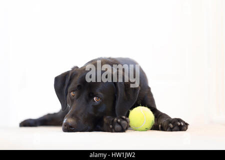 Female black labrador lying down with a tennis ball. Stock Photo