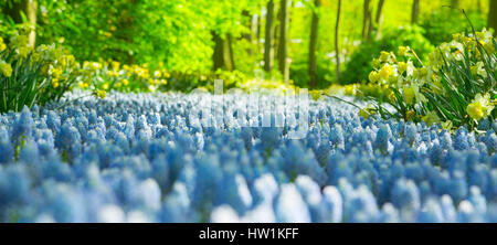 Grape hyacinth in the Keukenhof park, Holland Stock Photo
