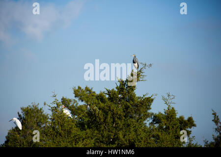 Tricolored heron  and white ibis perched in a tree, Merritt Island National Wildlife Refuge, FL Stock Photo