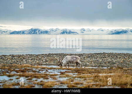 Reindeer eating grass infront of the sea and mountains in slow in Svalbard, Arctic Stock Photo