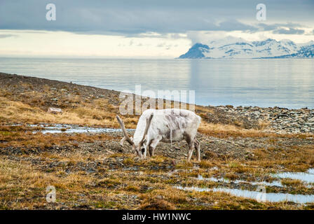 Reindeer eating grass infront of the sea and mountains in slow in Svalbard, Arctic Stock Photo