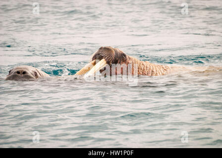 Walruses swimming in the sea Stock Photo