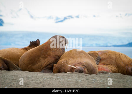 Walruses lying on the shore in Svalbard, Arctic Stock Photo