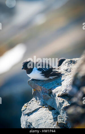Guillemot aka. thick-billed murre (Uria lomvia) on the rock, Svalbard Stock Photo