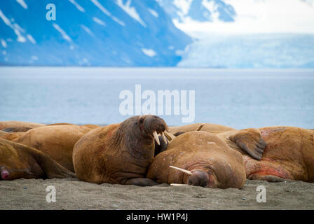 Walruses lying on the shore in Svalbard, Arctic Stock Photo