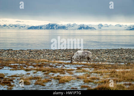 Reindeer eating grass infront of the sea and mountains in slow in Svalbard, Arctic Stock Photo