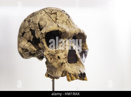 Prehistoric human skulls, detail of history of mankind, archeology ...