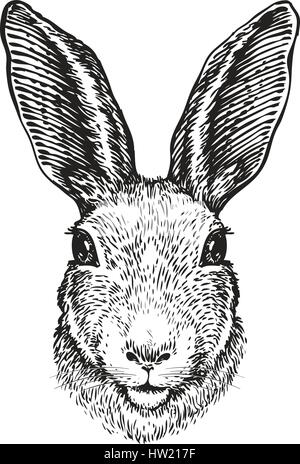 Hand-drawn portrait of rabbit. Easter bunny, sketch. Vector illustration Stock Vector