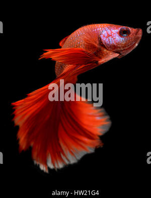 Action of Red haft moon long tail Betta fish or Siamese fighting fish photo in flash studio lighting. Stock Photo