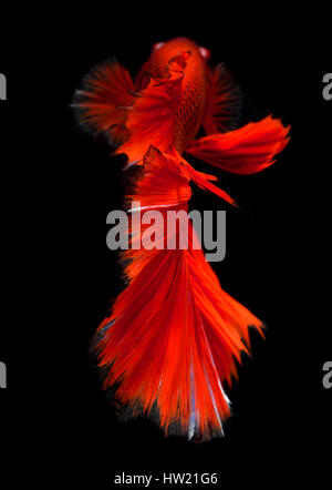 Action of Red haft moon long tail Betta fish or Siamese fighting fish photo in flash studio lighting. Stock Photo