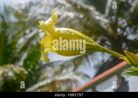 Man working in the farm fields in St. Lucia Stock Photo