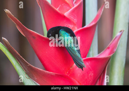 Purple Throated humming bird at flower Stock Photo