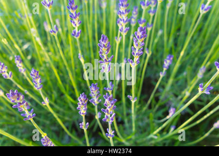 Lavender spikes Stock Photo