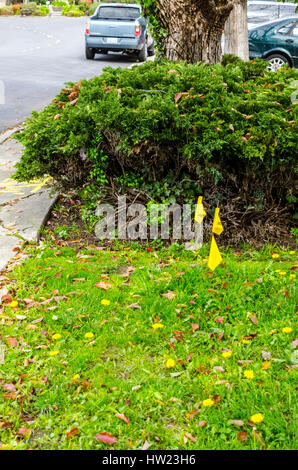 Paint marks and flags indicating buried utilities in a neighborhood in San Leandro California USA Stock Photo