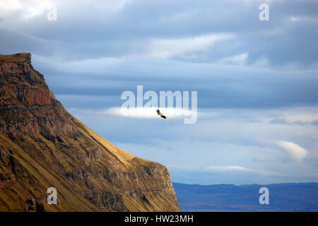 White tailed Sea Eagle gliding over the cliffs above Carsaig Arches on the Isle of Mull inn the Inner Hebrides of Scotland Stock Photo