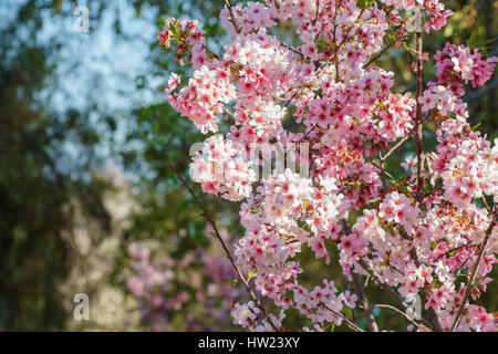 Beautiful cherry blossom at Schabarum Regional Park, Rowland Heights, Los Angeles County, California Stock Photo