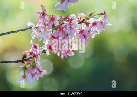 Beautiful cherry blossom at Schabarum Regional Park, Rowland Heights, Los Angeles County, California Stock Photo