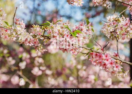 Beautiful cherry blossom at Schabarum Regional Park, Rowland Heights, Los Angeles County, California Stock Photo