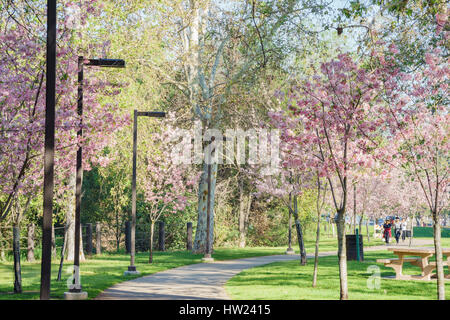 Beautiful cherry blossom at Schabarum Regional Park, Rowland Heights, Los Angeles County, California Stock Photo