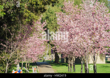 Beautiful cherry blossom at Schabarum Regional Park, Rowland Heights, Los Angeles County, California Stock Photo