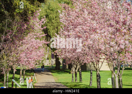 Beautiful cherry blossom at Schabarum Regional Park, Rowland Heights, Los Angeles County, California Stock Photo