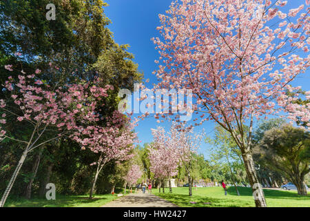 Beautiful cherry blossom at Schabarum Regional Park, Rowland Heights, Los Angeles County, California Stock Photo