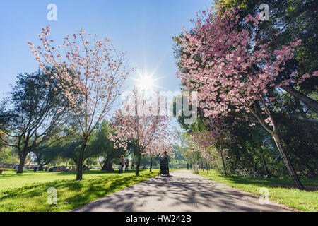 Beautiful cherry blossom at Schabarum Regional Park, Rowland Heights, Los Angeles County, California Stock Photo