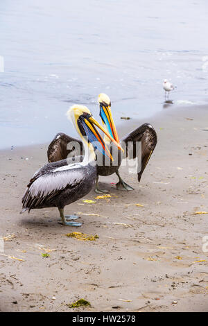 Pelican on Ballestas Islands,Peru South America in Paracas National park. Flora and fauna Stock Photo