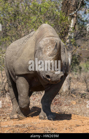 Black rhino (Diceros bicornis) without ears, Kruger national park, South Africa, September 2016 Stock Photo
