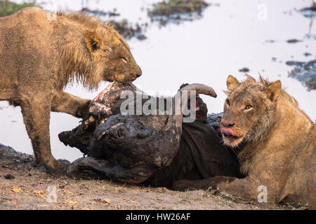 Young male lions (Panthera leo) on buffalo kill, Chobe national park, Botswana, September 2016 Stock Photo