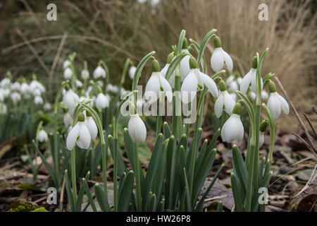 Clumps of snowdrops growing in a woodland border Stock Photo