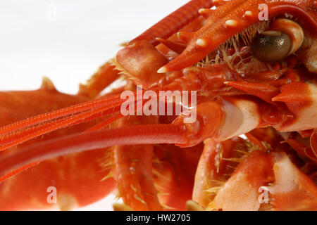 Close up studio shot of a cooked lobster Stock Photo