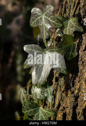 Close-up of ivy leaves on oak tree Stock Photo