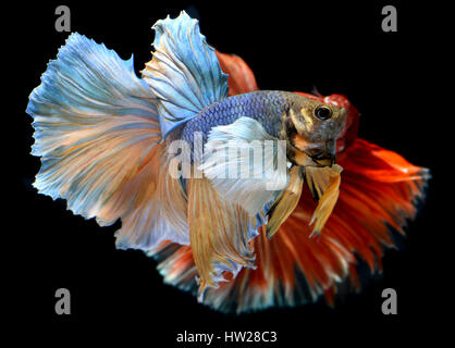 Betta fish in freedom action and show the beautiful fins tail photo in flash lighting.