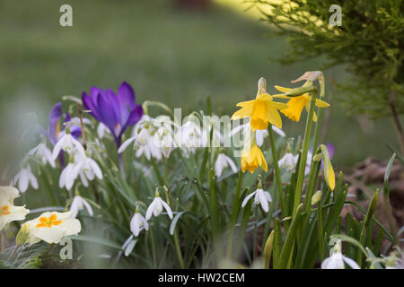 Spring flowers in a garden border in early march. Daffodils, Crocuses and snowdrops. UK Stock Photo