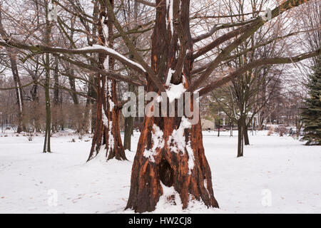 White snow covered dawn redwood metasequoia in winter Stock Photo