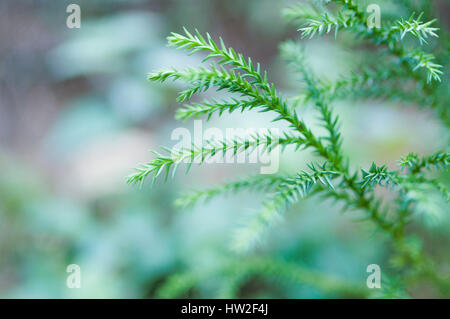 Young Japanese cedar, Hinohara Village, Tokyo, Japan Stock Photo