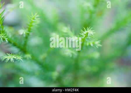 Young Japanese cedar, Hinohara Village, Tokyo, Japan Stock Photo