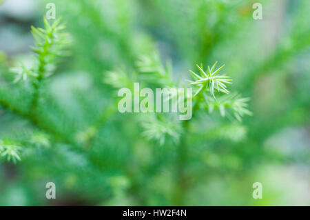 Young Japanese cedar, Hinohara Village, Tokyo, Japan Stock Photo